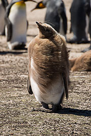 Picture 'Ant1_1_00392 Aptenodytes Patagonicus, King Penguin, Penguin, Antarctica and sub-Antarctic islands, Falkland Islands, Saunders Island'